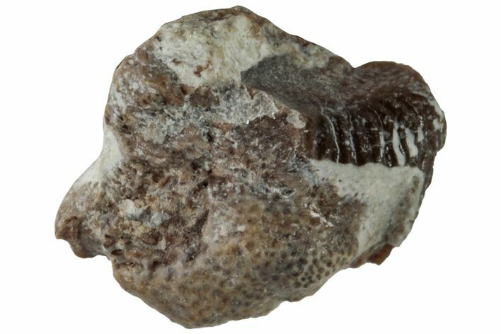 Fossil Crusher Shark (Ptychodus) Tooth - Kansas #218684